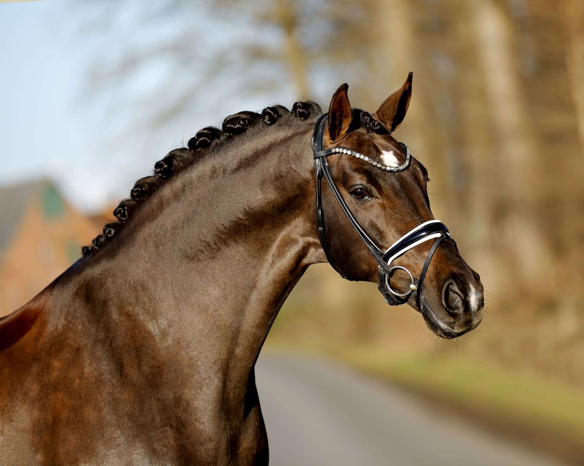 Be My Dancer NRW Stallion